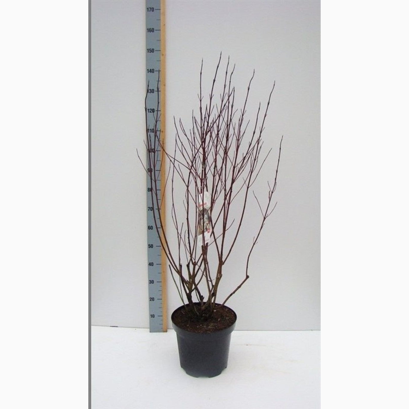 Kornell – Cornus alba 'Elegantissima' - C12 100-125 CM